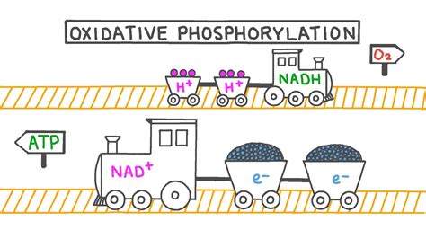 oxidative phosphorylation reactants|Lesson Explainer: Oxidative Phosphorylation .